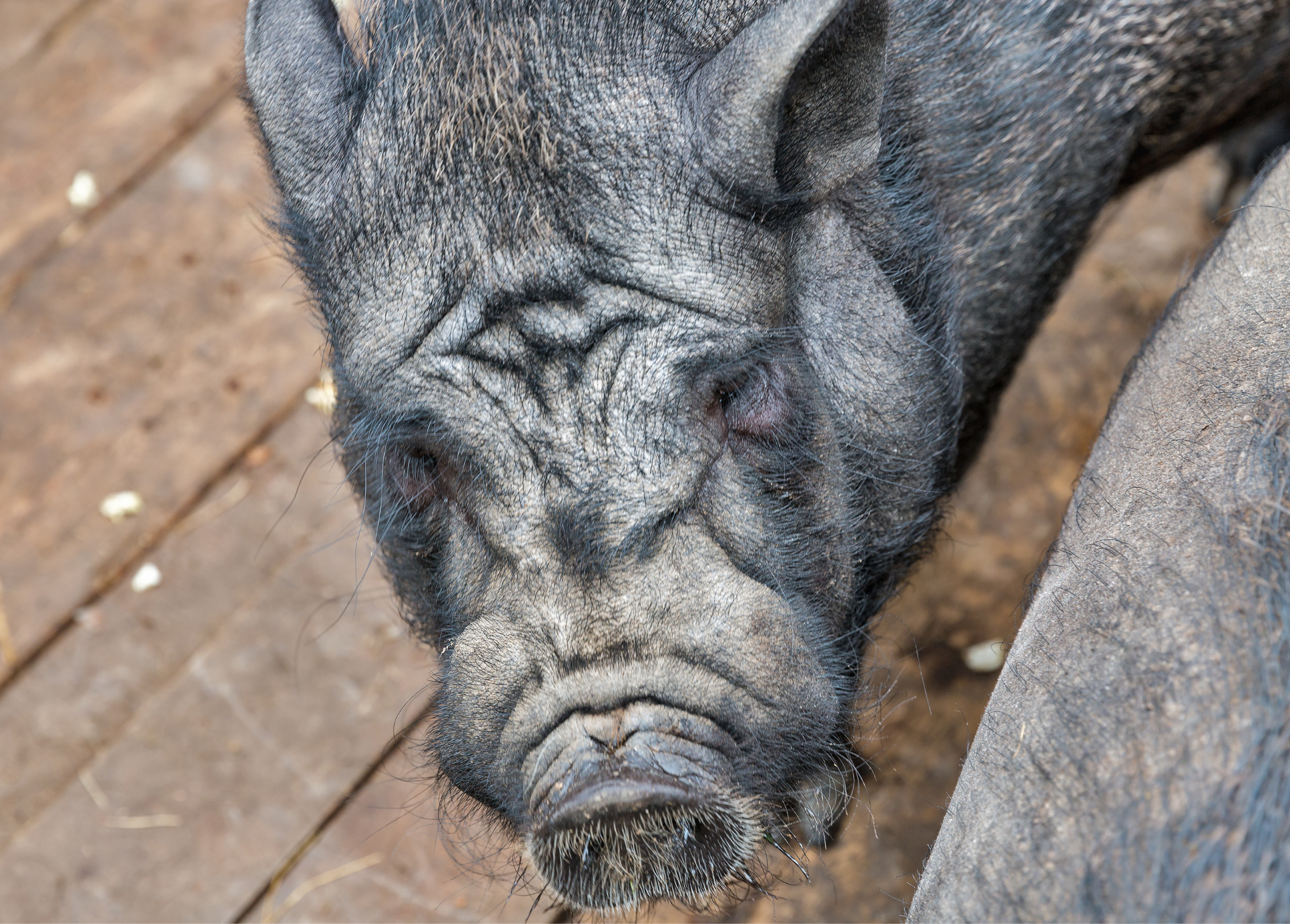 ¿Por Qué el Cerdo San Pedreño Hace los Mejores Embutidos Italianos de Colombia?
